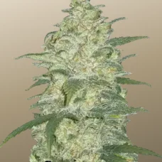 Original AUTO WHITE WIDOW